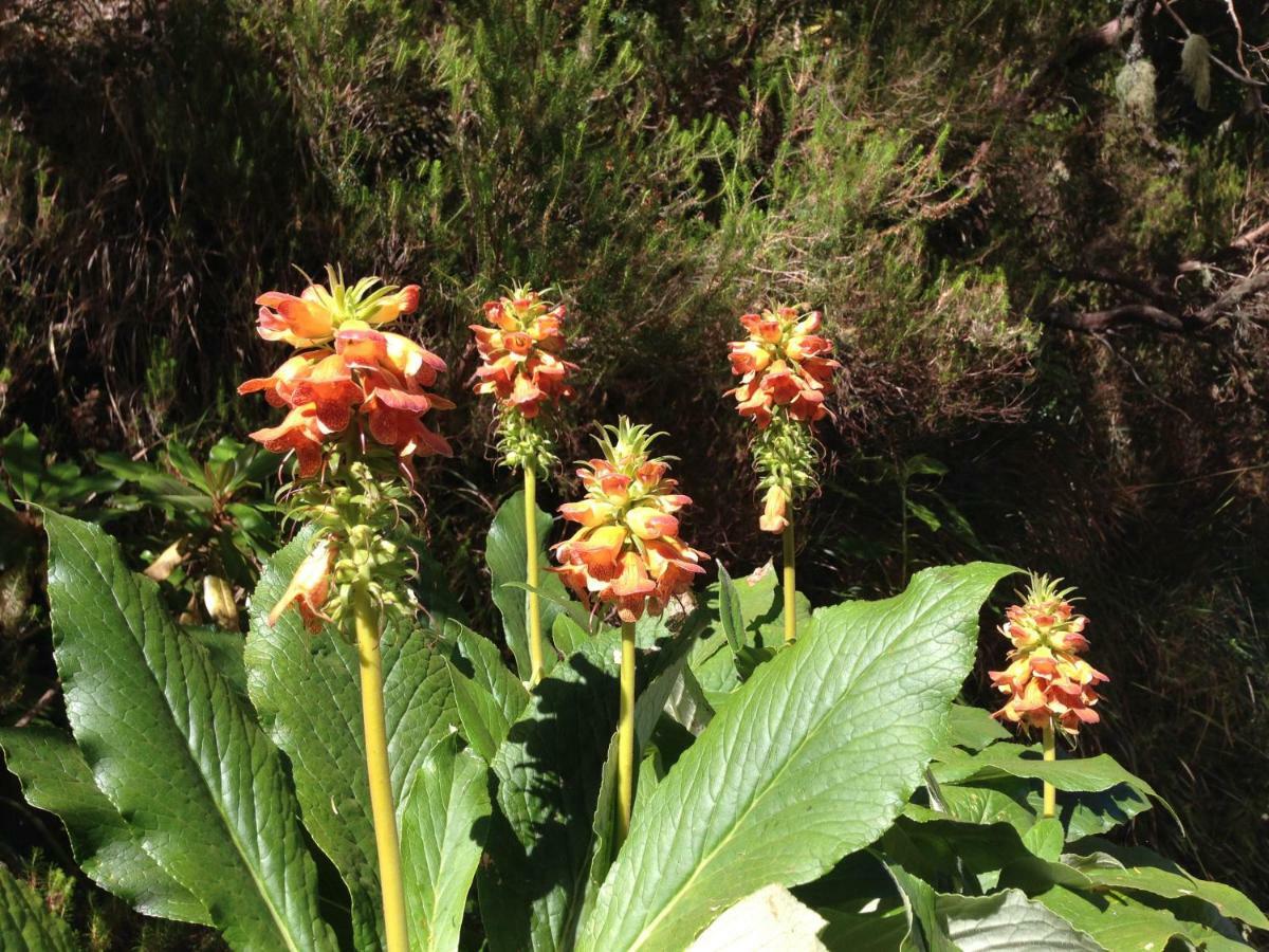 Blooming Botanic Houses Estreito Da Calheta Экстерьер фото