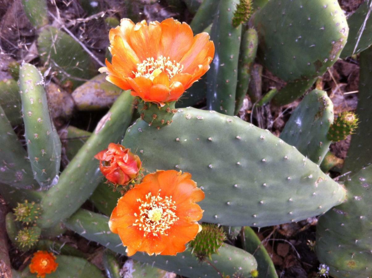 Blooming Botanic Houses Estreito Da Calheta Экстерьер фото