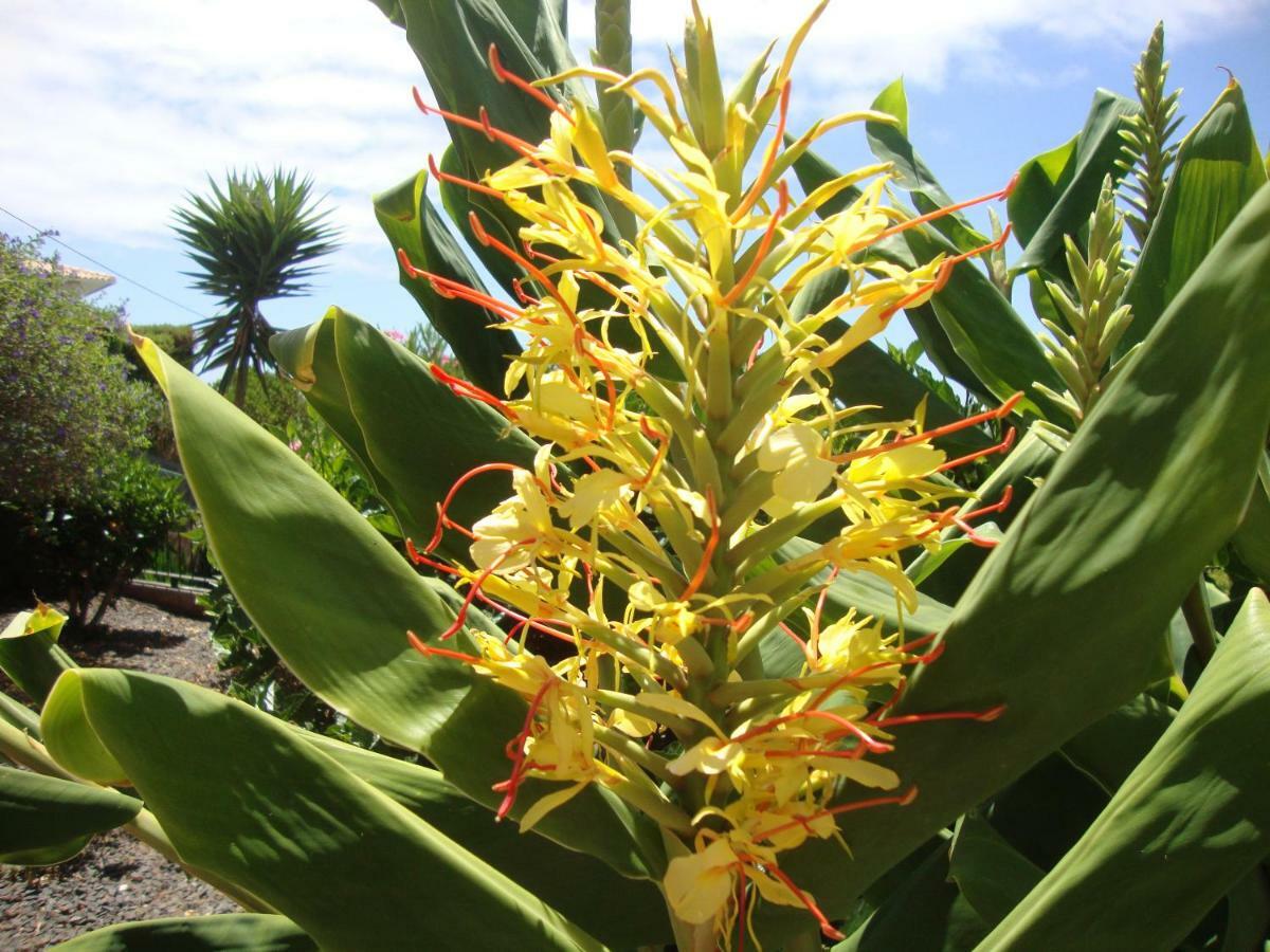Blooming Botanic Houses Estreito Da Calheta Экстерьер фото